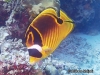 Raccoon Butterflyfish