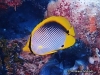 Blackback Butterflyfish