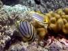 Scrawled Butterflyfish