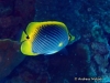 Spot-tail Butterflyfish