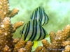 Eight-band Butterflyfish