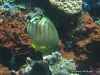 Ornate Butterflyfish