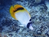 Spot-nape Butterflyfish