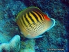 Spotband Butterflyfish