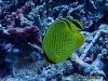 Latticed Butterflyfish