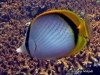 Yellow-dotted Butterflyfish