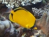 Dotted Butterflyfish