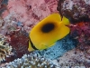 Mirror Butterflyfish