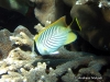 Chevron Butterflyfish