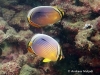 Melon Butterflyfish