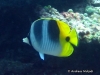 Pacific Double-saddle Butterflyfish