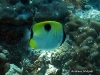 Teardrop Butterflyfish