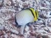 Vagabond Butterflyfish