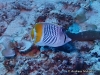 Pearlscale Butterflyfish
