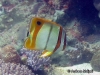 Margined Coralfish