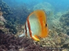 Margined Coralfish