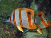 Copperband Butterflyfish