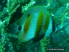 Golden-girdled Coralfish