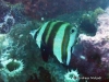 Two-spot Coralfish