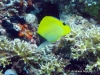 Long-nose Butterflyfish