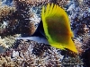 Cenderawasih Long-nose Butterflyfish