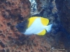 Pyramid Butterflyfish
