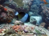 Brown-and-white Butterflyfish