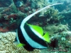False Moorish Idol