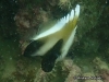 Phantom Bannerfish