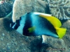 Singular Bannerfish
