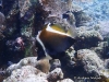 Horned Bannerfish