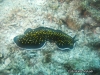 Nigropapillosum Flatworm