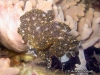 Nigropapillosum Flatworm