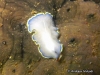 Thysanozoon  Flatworm