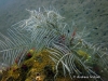 Feather Hydroid