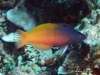 MP_Fish_0206_Labridae_Halichoeres_prosopeion_20200325_label