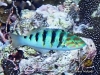 MP_Fish_0206_Labridae_Thalassoma_hardwicke_20191103_label