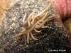 Briareus Sea Slug