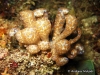 Solar Power Sea Slug