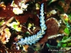 Ianthina Seaslug