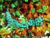 Semperi Seaslug