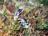 Head-shield Slug