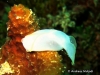 Electra Head-sheild Slug