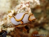 Pallida Seaslug