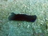Gardineri Seaslug