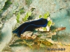 Gardineri Seaslug