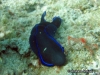 Gardineri Seaslug