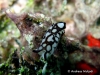 Pilsbryi Seaslug