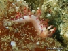 Aeolid Rubrolineata Seaslug