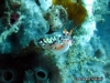 Exoptata Seaslug